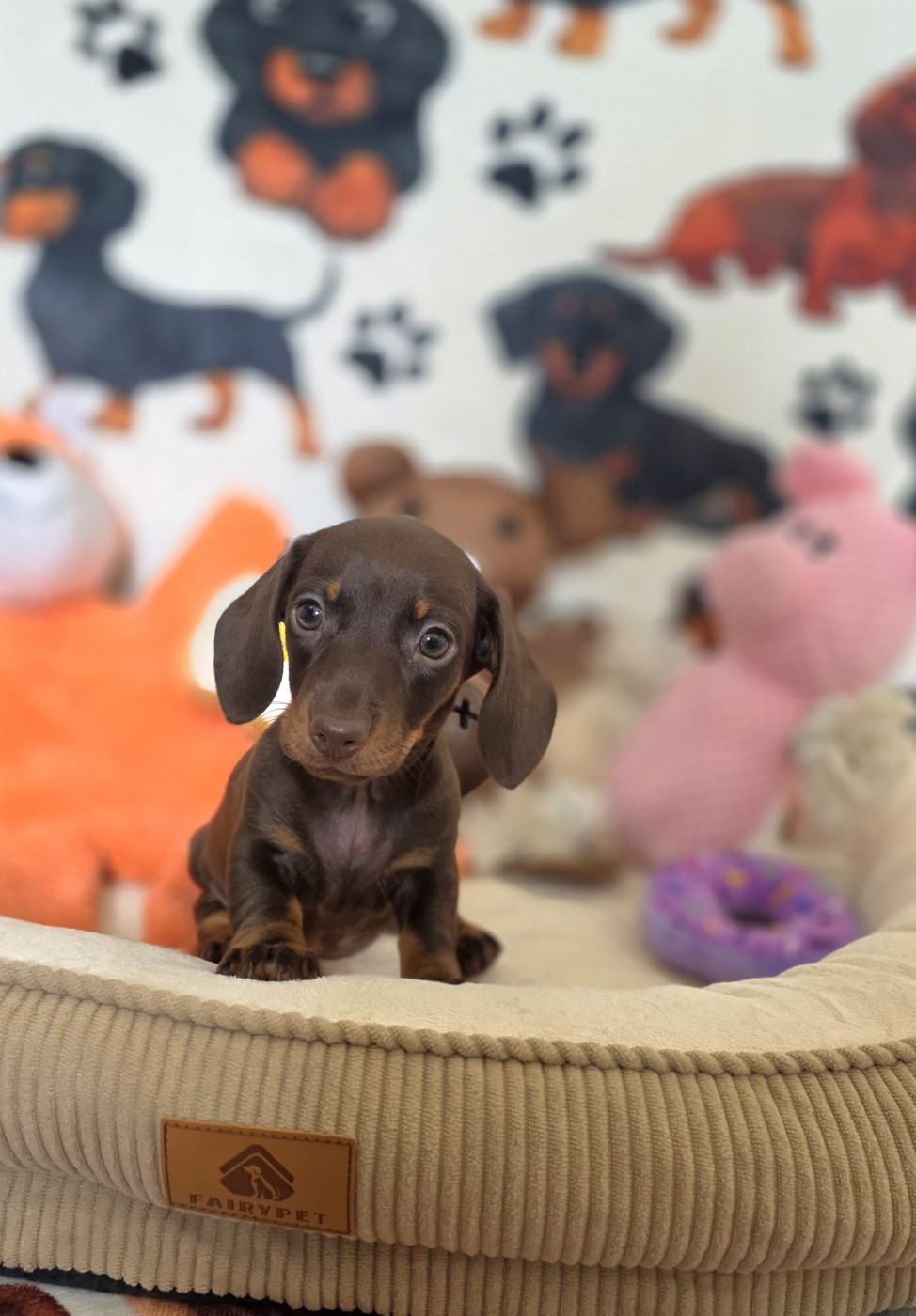 Laurence Maraux - Chiots disponibles - Teckel poil ras
