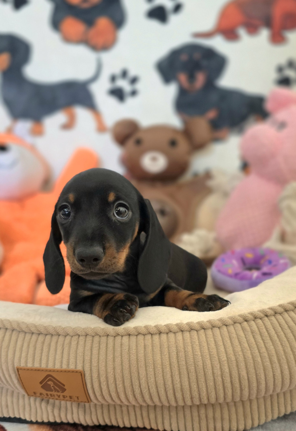 Laurence Maraux - Chiots disponibles - Teckel poil ras